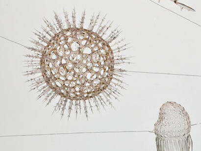 Hall of Biodiversity. Courtesy of American Museum of Natural History