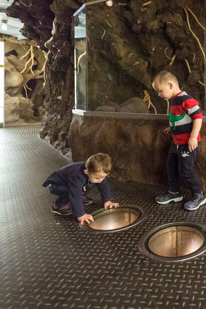 Underground Adventure. Courtesy of Field Museum