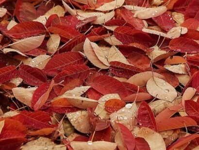 L'autunno della vita