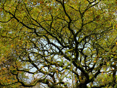 Ramas: es bien sabido que dentro de los procesos negociadores nacen, casi siempre, otros programas, asuntos, acciones, etc. que tienen, como mínimo inicialmente, un carácter colateral