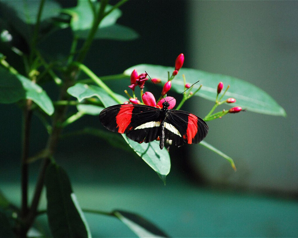 Judy Istock Butterfly Haven. Courtesy of Peggy Notebaert Nature Museum
