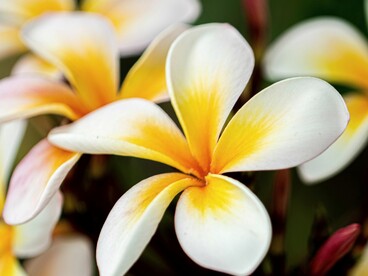 Capelli sani e luminosi non sono considerati soltanto un ideale estetico, ma il riflesso di un equilibrio più ampio, fatto di calma interiore, armonia e connessione con la natura