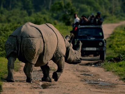 The awesome sight of the rare and elusive one horned Rhino in Kaziranga National Park