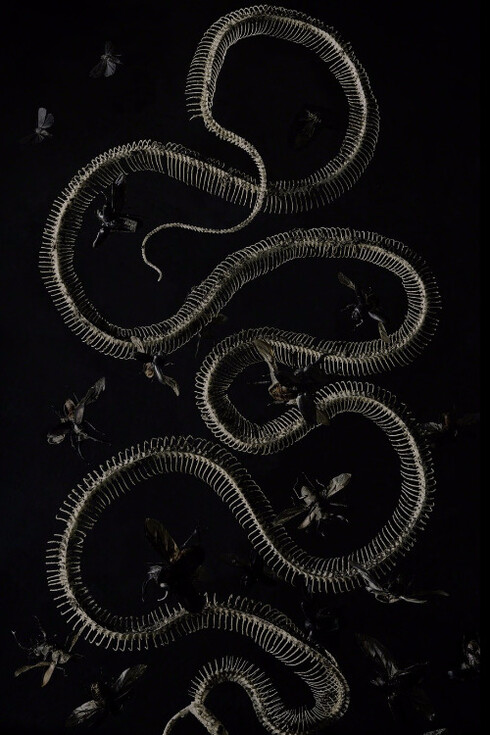 Tara Sellios: Sinuous. Courtesy of C. Grimaldis Projects