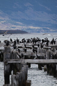 El viejo muelle de Puerto Natales que hospeda a los cormoranes que descansan de las frías aguas de la corriente de Humbolt. Puerto Natales, Magallanes, Chile