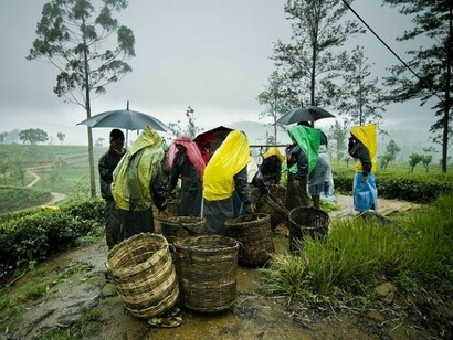 Raccoglitori di tè nell'area di Nuwara Eliya