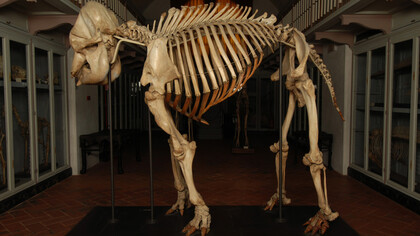 Questo scheletro di Elephas maximus, descritto da Linneo nel 1758, è l’esemplare di riferimento mondiale per lo studio della specie. Foto Saulo Bambi