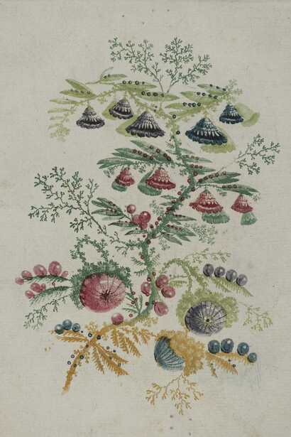 Anne Allen, Fantastic flowers with conical and hemispherical blossoms and berries (Cat. XXVI no. 53), 1775–1800. Courtesy of Blanton Museum
