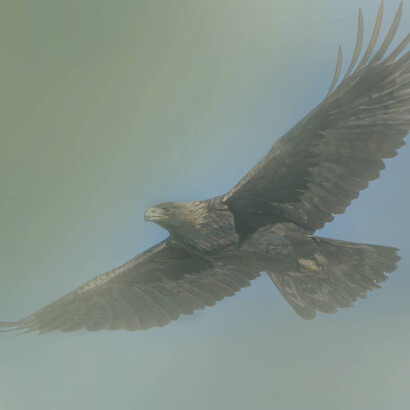 Aquila in volo