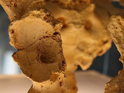 Frammento fossilizzato di bacino, trovato nella Sierra de Atapuerca, Burgos, Spagna. Fossile di Homo heidelbergensis, nel museo Domus, A Coruña, Spagna (Fernando Losada Rodríguez)