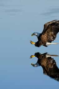 Águila