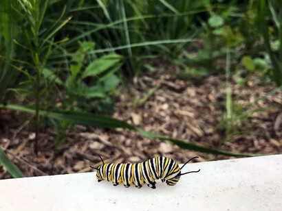 Rice native gardens, exhibition view. Courtesy of Field Museum