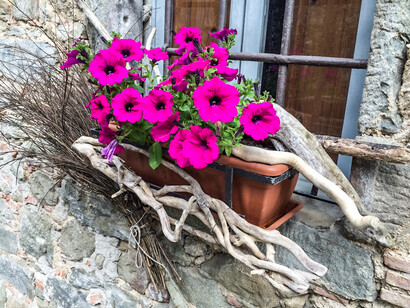 Flowers in a village in Tuscany