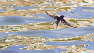 El dinero y los bienes en verdad no son tan valiosos o importantes como «una vida calmada y modesta»