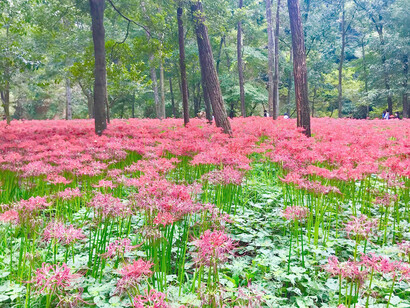 Kinchakuda Manjushage Park © Alma Reyes