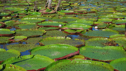 «Victoria amazonica», el nenúfar endémico del río Amazonas. Foto de Ana Clavería