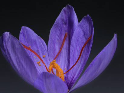 As children, we look at Nature and her flowers and are easily spellbound by the beauty