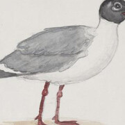 The Perilous Texas Adventures of Mark Dion. Courtesy of Amon Carter Museum of American Art