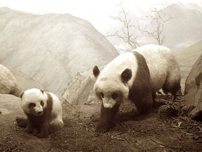 Panda diorama, Academy of Natural Sciences, Philadelphia