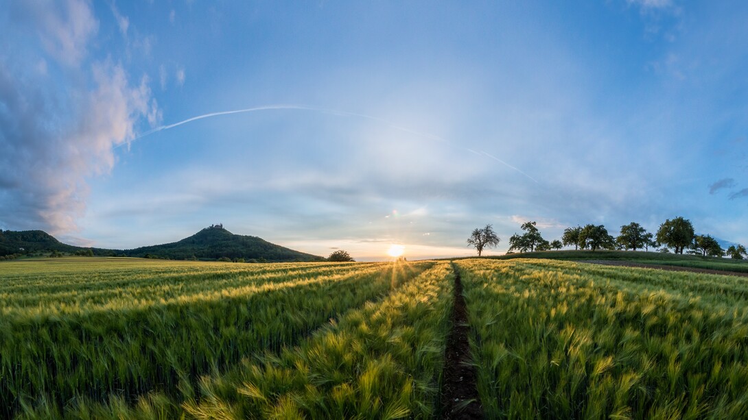 Campo di grano al tramonto