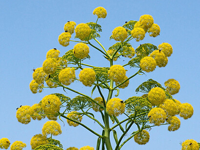 Ferula communis