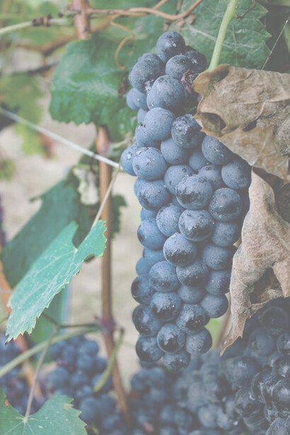 A close-up image of freshly harvested grapes in Canale, Piemonte, Italy