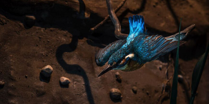 Salzach Lifeline. Courtesy of Haus der Natur 