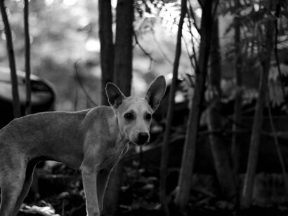 A dog in the forest, adding to the homeless dog numbers