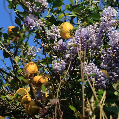 Profumo di agrumi e sole: l’eredità più dolce della nostra terra