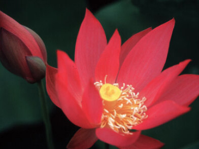 Il fiore di loto rosso