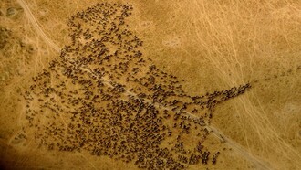 Le grandi migrazioni