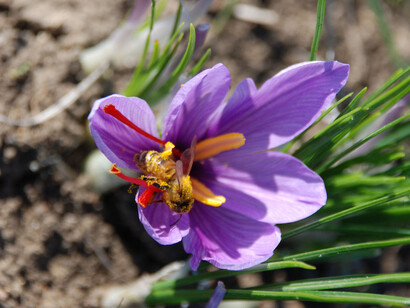Fiore e pistilli di zafferano