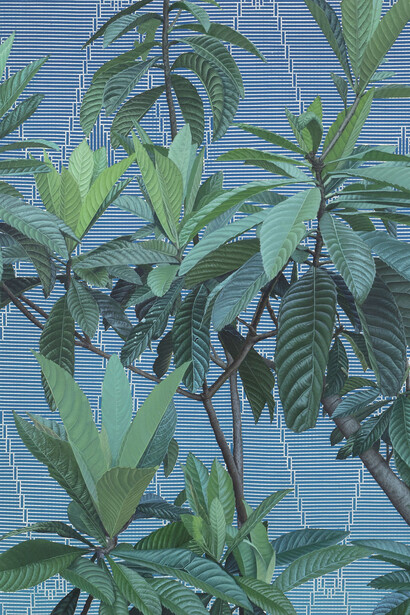 Fidencio Fifield-Perez, Snake in the grass, 2023. Cortesía de Galería Commonwealth and Council