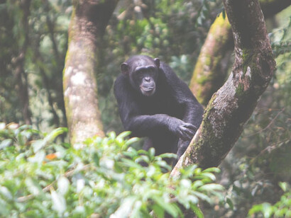 There were many mysterious deaths among chimpanzees kept at the Tacugama Sanctuary