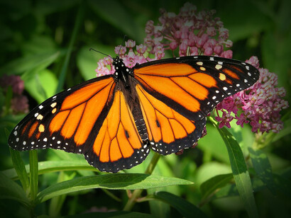 De niña, alguna vez como tú, embelesada miraba las mariposas