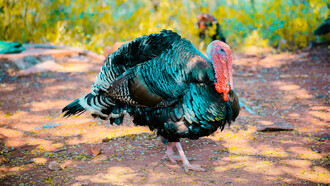 Algunas inversiones no son negocio