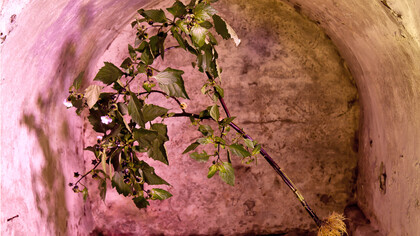 Naked Plants, #02