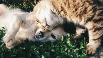 Apesar das diferenças, Amora tenta brincar com Atum e Choco, os gatos da casa