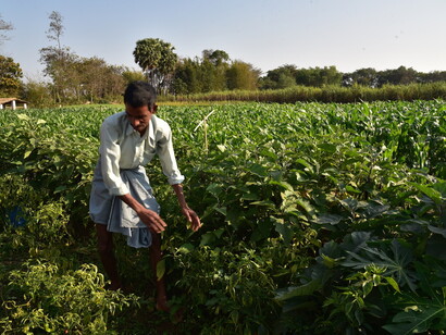 'Commoners' like this farmer in Bihar, eastern India, grow most of our food - its time we respected the commons and the commoner! © Ashish Kothari