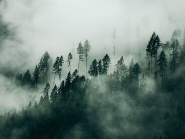 Mist drifting through towering pines at dawn, representing the quiet mystery and timeless wisdom of the valley