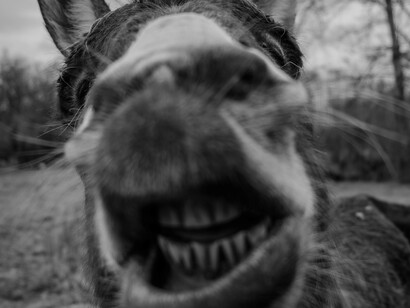 Les polarisations découlent d'une fragmentation magnétisée