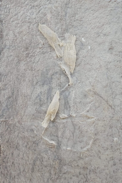 Heemin Chung, Daré mi amor a las palomas, 2024