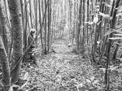Amato has a preference for uncontaminated environments