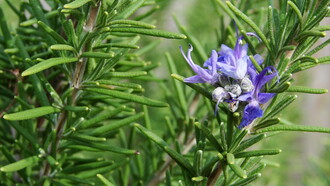 'Rosmaninus officinalis': alecrim