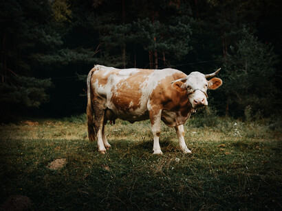 Una vaca solitaria en campo abierto