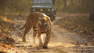 Una tigre reale del Bengala nel Parco Nazionale di Kanha, Madhya Pradesh (2013). © Sandip Dey

