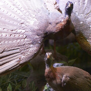 Grigore Antipa National Museum of Natural History