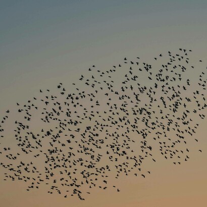 Stormo di uccelli al tramonto: "gli stormi degli uccelli nel cielo che definiscono la loro rotta volteggiando da un continente all’altro senza che dall’alto o dall’esterno giungano le regole da seguire"