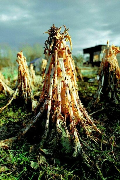 John Darwell Collapsed Brussel Sprout from the series An Allotted Space, Chromogenic colour print