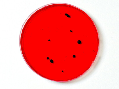 Close up of a medical sample